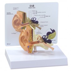 Anatomical Model-Ear (adult)